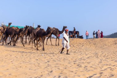 Pushkar, Rajasthan, India - November 10, 2024: Portrait of a rajasthani male in traditional white clothes with colourful turban at desert fairground during the pushkar camel fair for trading camels.