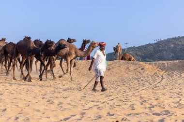 Pushkar, Rajasthan, India - November 10, 2024: Portrait of a rajasthani male in traditional white clothes with colourful turban at desert fairground during the pushkar camel fair for trading camels.
