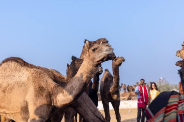 Puşkar, Rajasthan, Hindistan - 10 Kasım 2024: deve ticareti fuarı