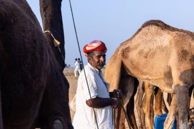Pushkar, Rajasthan, India - November 10, 2024: Portrait of a rajasthani male in traditional white clothes with colourful turban at desert fairground during the pushkar camel fair for trading camels.