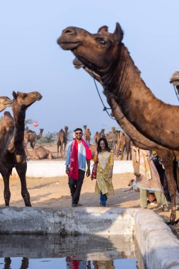 Pushkar, Rajasthan, India - November 10, 2024: Portrait of a rajasthani male in traditional white clothes with colourful turban at desert fairground during the pushkar camel fair for trading camels.