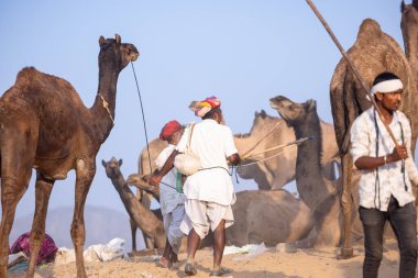 Pushkar, Rajasthan, India - November 10, 2024: Portrait of a rajasthani male in traditional white clothes with colourful turban at desert fairground during the pushkar camel fair for trading camels.