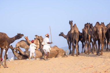 Pushkar, Rajasthan, India - November 10, 2024: Portrait of a rajasthani male in traditional white clothes with colourful turban at desert fairground during the pushkar camel fair for trading camels.