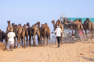 Pushkar, Rajasthan, India - November 10, 2024: Portrait of a rajasthani male in traditional white clothes with colourful turban at desert fairground during the pushkar camel fair for trading camels.