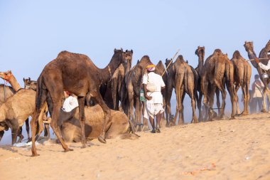 Pushkar, Rajasthan, India - November 10, 2024: Portrait of a rajasthani male in traditional white clothes with colourful turban at desert fairground during the pushkar camel fair for trading camels.
