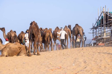 Pushkar, Rajasthan, India - November 10, 2024: Portrait of a rajasthani male in traditional white clothes with colourful turban at desert fairground during the pushkar camel fair for trading camels.