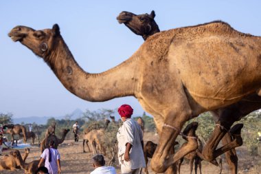 Pushkar, Rajasthan, India - November 10, 2024: Portrait of a rajasthani male in traditional white clothes with colourful turban at desert fairground during the pushkar camel fair for trading camels.