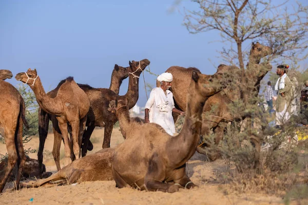 Puşkar, Rajasthan, Hindistan - 10 Kasım 2024: deve ticareti fuarı