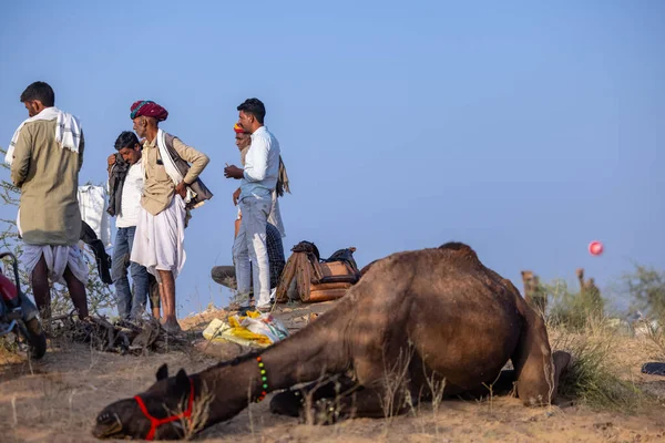 Puşkar, Rajasthan, Hindistan - 10 Kasım 2024: deve ticareti fuarı