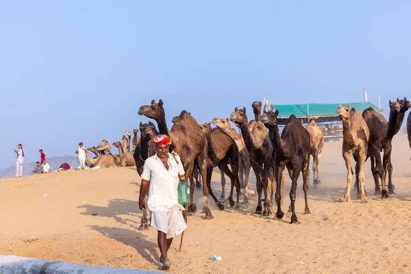 Pushkar, Rajasthan, India - November 10, 2024: Portrait of a rajasthani male in traditional white clothes with colourful turban at desert fairground during the pushkar camel fair for trading camels.