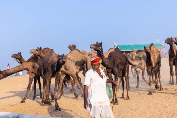 Pushkar, Rajasthan, India - November 10, 2024: Portrait of a rajasthani male in traditional white clothes with colourful turban at desert fairground during the pushkar camel fair for trading camels.