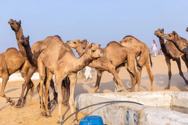 Puşkar, Rajasthan, Hindistan - 10 Kasım 2024: deve ticareti fuarı