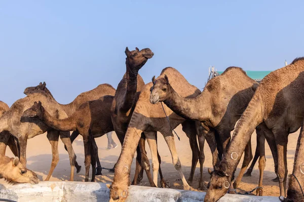 Puşkar, Rajasthan, Hindistan - 10 Kasım 2024: deve ticareti fuarı
