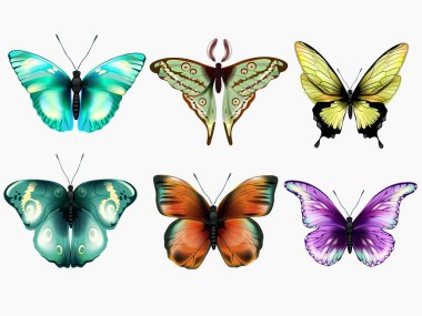 Rengarenk kelebeklerin vektör seti