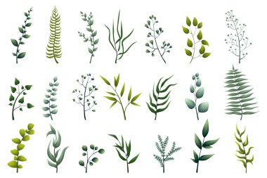 Yeşil yapraklı bitki koleksiyonu