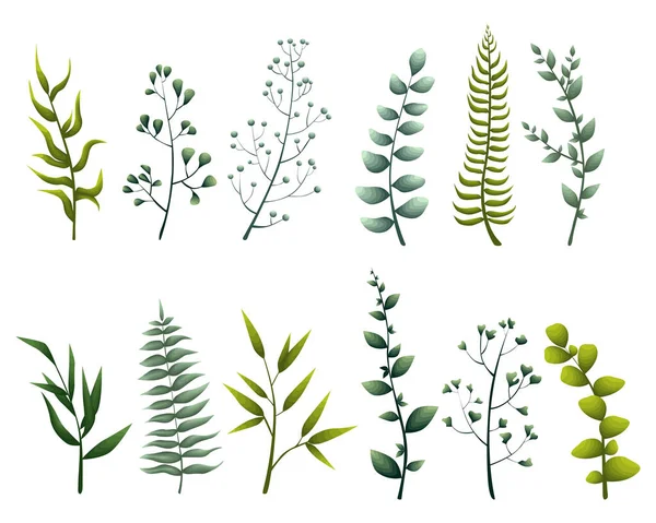 Set of green herbs for decorating cards — Stock Vector