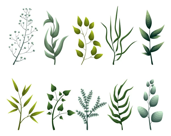 Collection d'herbes vertes, feuilles tropicales — Image vectorielle