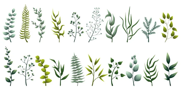 Set of elegant green herbs — Stock Vector