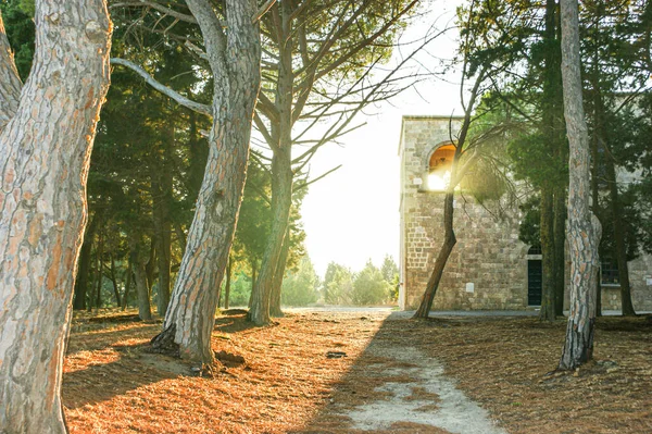 Filerimos Manastırı 'nda gün batımında Pine Alley. Rodos. Yunanistan.