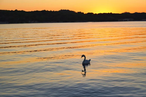 Swan Sunset Sky — Stock Photo, Image