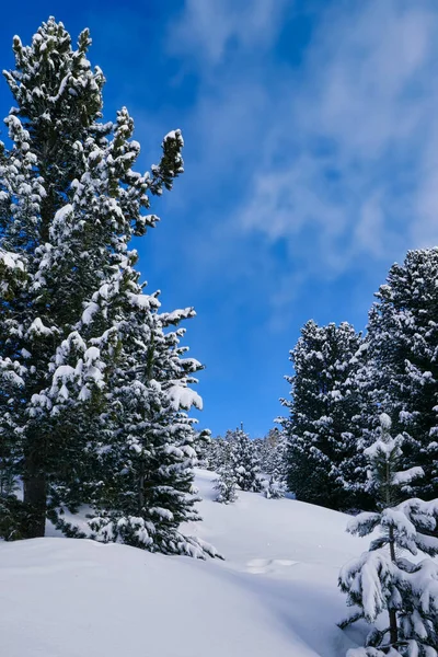 Рождественские Елки Снегом Лесу — стоковое фото