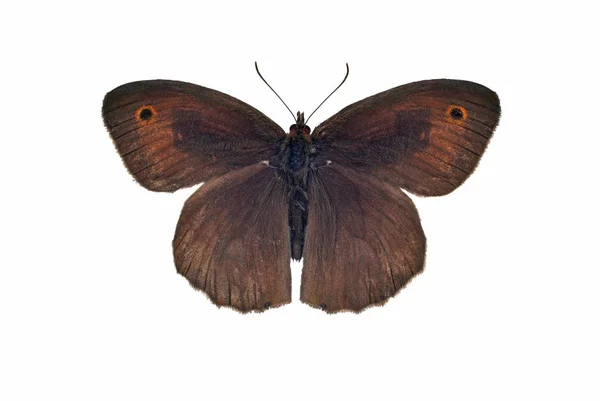 Weide Bruine Vlinder Male Geïsoleerd Witte Achtergrond — Stockfoto