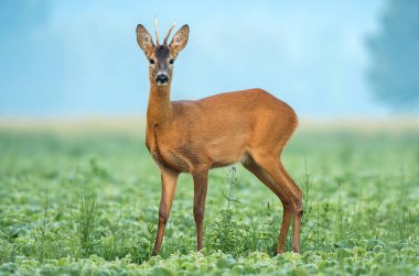 Vahşi karaca ayakta soya alanında buck.