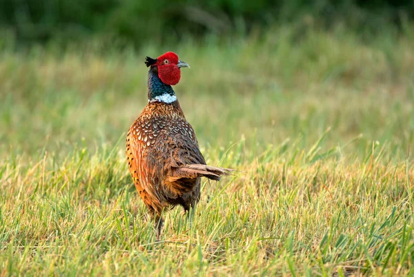 Wild Pheasant Standing Field Early Morning — Stock Photo, Image