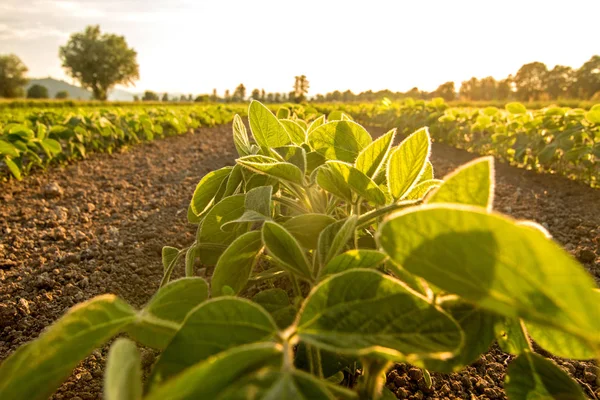 Jonge Soja Planten Die Groeien Een Veld Verlicht Door Warm — Stockfoto