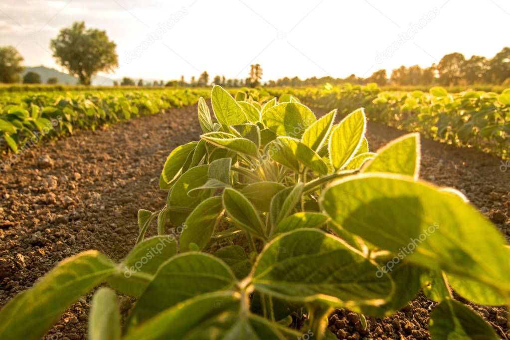 Young soy plants growing in a field, lit by warm evening light