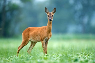 Roe deer standing in a soy field clipart