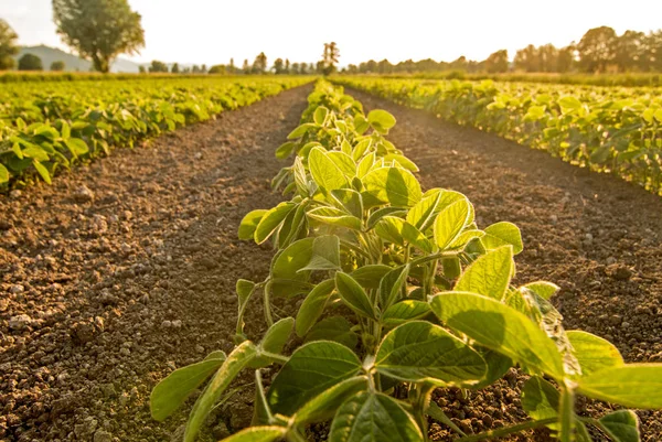 Jonge Soja Planten Die Groeien Een Veld Verlicht Door Warm — Stockfoto