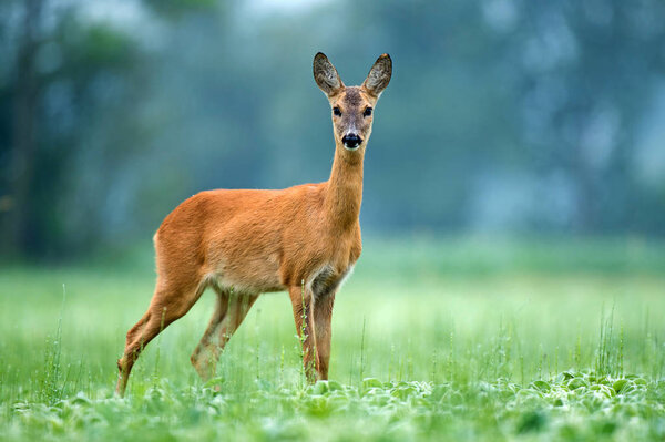 Roe deer standing in a soy field