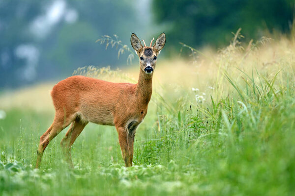 Young roe buck standing in a field and looking at the camera