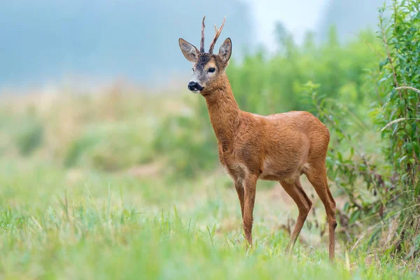 Roe buck de pé em um campo — Fotografia de Stock