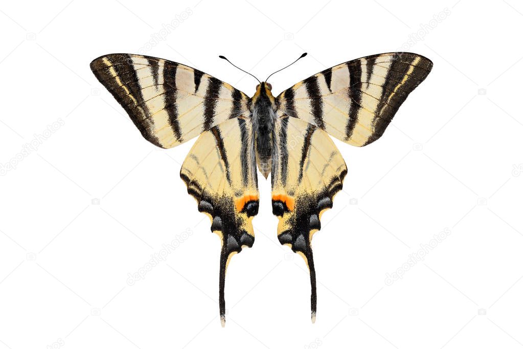 Scarce swallowtail butterfly, isolated on a white background