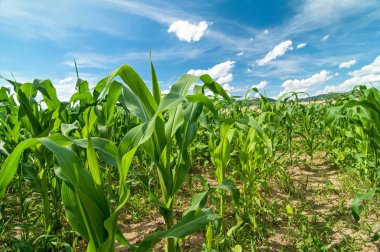 Mısır alan blu gökyüzü arka plan ile parlak güneşli bir günde