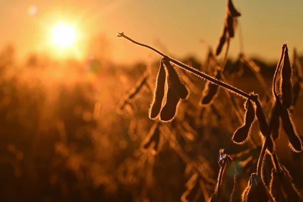 Dozrávají Sojový Lusky Back Osvětlené Večerní Slunce Sójové Zemědělství — Stock fotografie