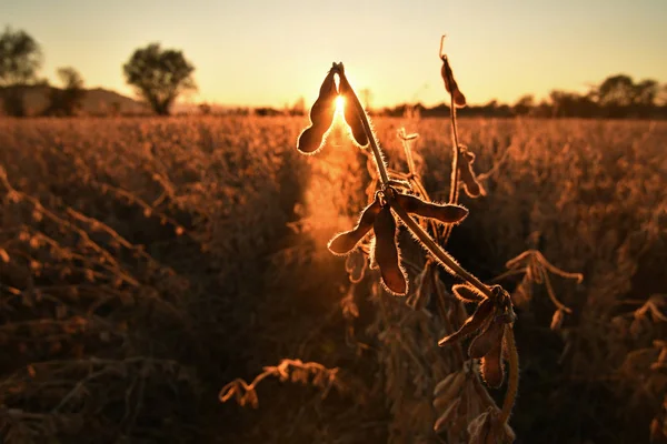 ダイズ莢 夕日でバックライトを成熟しました 大豆農業 — ストック写真