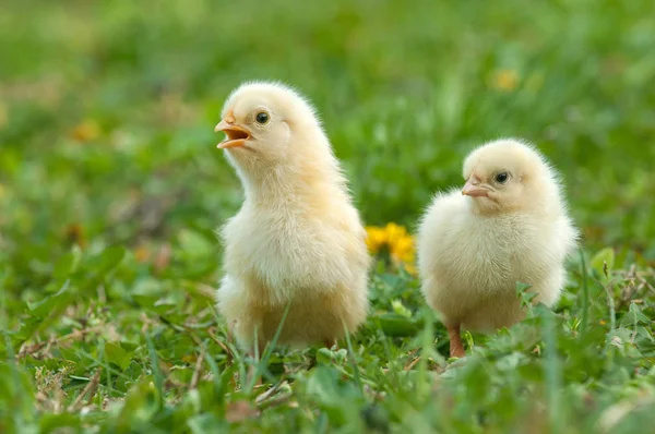 两只年轻可爱的小鸡在草丛中 — 图库照片