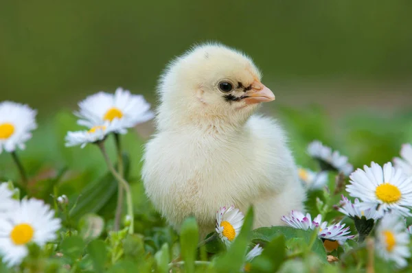在雏菊中站立的年轻可爱的小鸡 — 图库照片