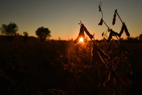 Casulos Soja Maduros Iluminados Sol Noite Agricultura Soja — Fotografia de Stock