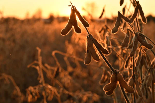 Gousses Soja Matures Rétro Éclairé Par Soleil Soir Agriculture Soja — Photo