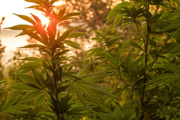 Planta Canábis Iluminada Por Luz Quente Manhã Cedo Canábis Agricu — Fotografia de Stock