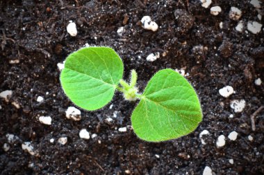 Genç Soya bitki topraktan çimlenme. Soya tarım.