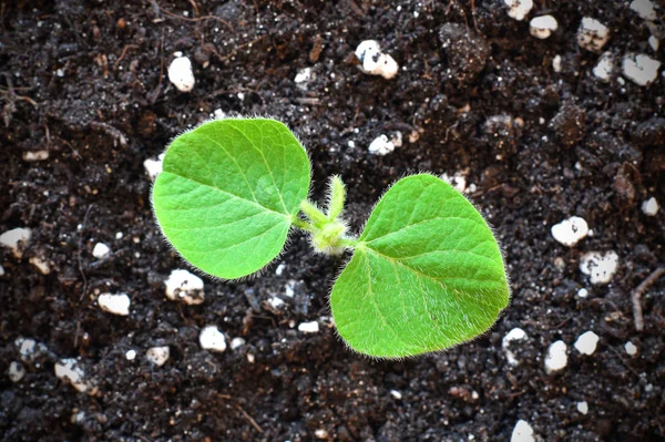 Young soy plant sprouting from soil. Soy agriculture.