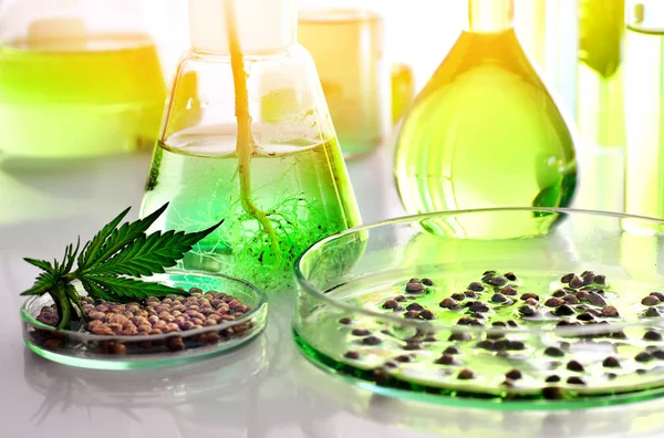 Investigação Científica Cannabis Medicinal Para Uso Medicina Conceito Biotecnologia — Fotografia de Stock