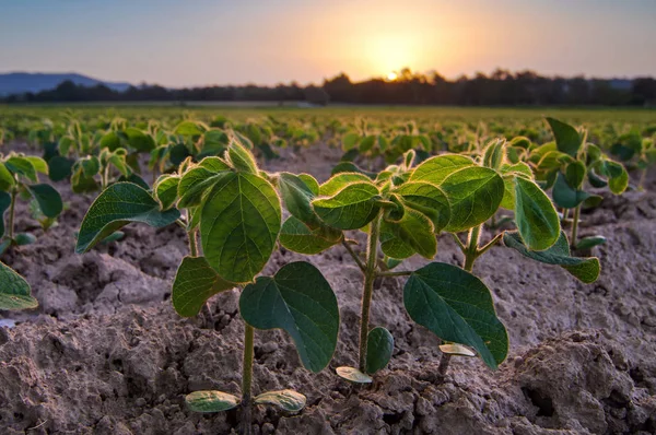 Plantas jóvenes de soja, que crecen de un suelo temprano en la mañana — Foto de Stock