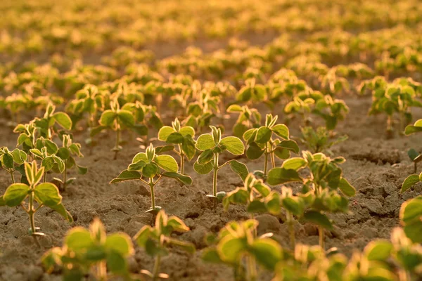 Jonge soja planten, groeien in een veld, verlicht door de vroege ochtend l — Stockfoto
