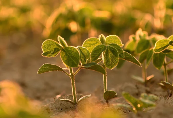 Giovani piante di soia, che crescono da un terreno, retroilluminate al mattino presto — Foto Stock